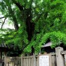 六條八幡神社のイチョウ