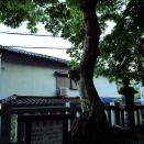 大山咋神社のムクロジ