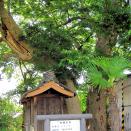 大野大歳神社のムクノキ