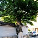 本住吉神社のムクノキ