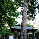 顕宗仁賢神社のヒノキ